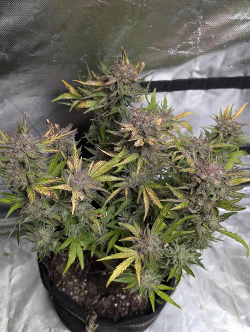 Melon Mosh Auto x4. Week 11