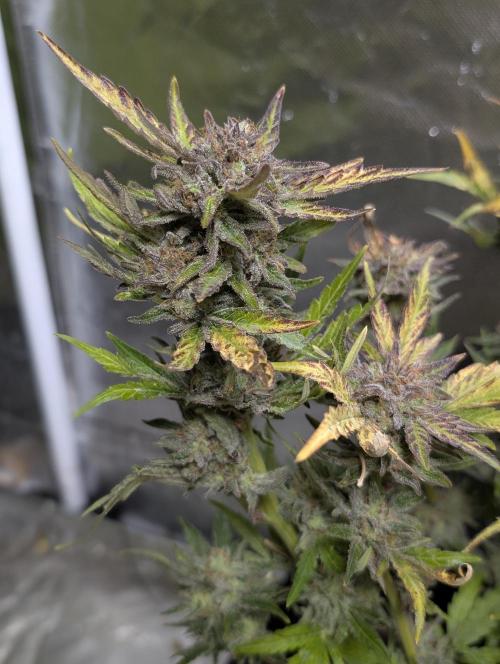 Melon Mosh Auto x4. Week 11