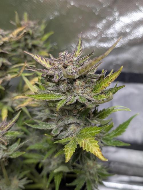 Melon Mosh Auto x4. Week 11