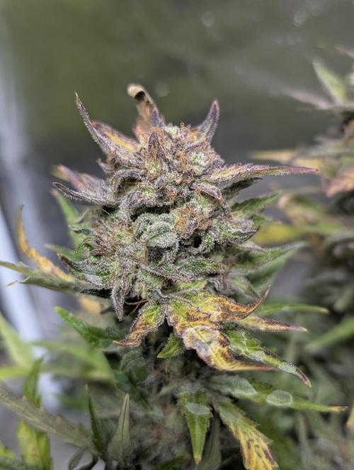 Melon Mosh Auto x4. Week 11