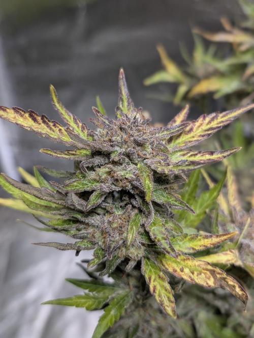 Melon Mosh Auto x4. Week 11