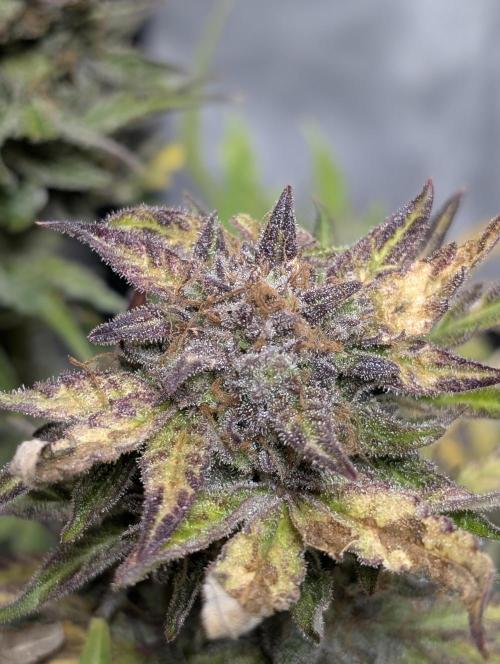 Melon Mosh Auto x4. Week 11
