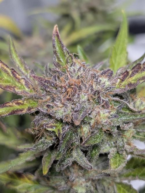 Melon Mosh Auto x4. Week 11