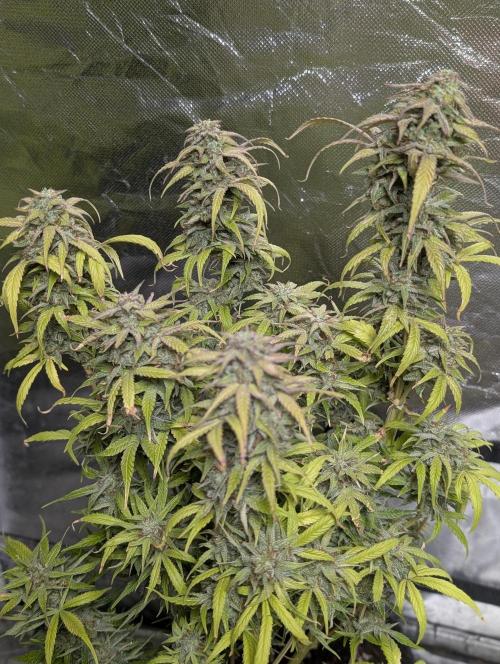 Melon Mosh Auto x4. Week 11