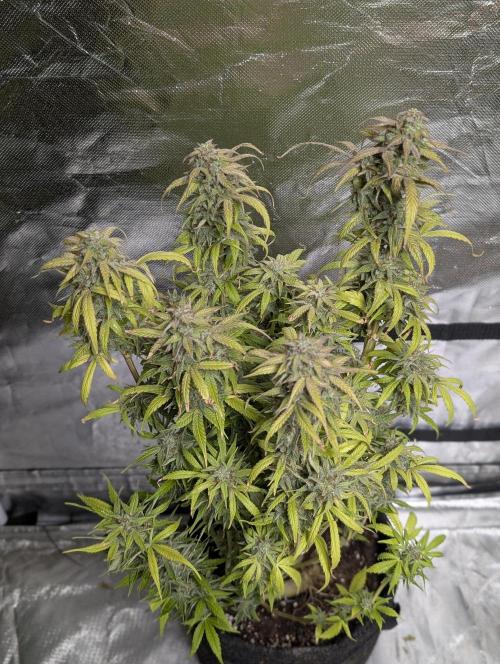 Melon Mosh Auto x4. Week 11