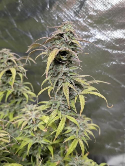 Melon Mosh Auto x4. Week 11