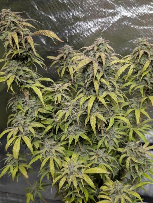 Melon Mosh Auto x4. Week 11