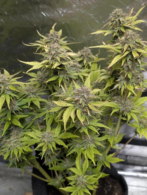 Melon Mosh Auto x4. Week 11