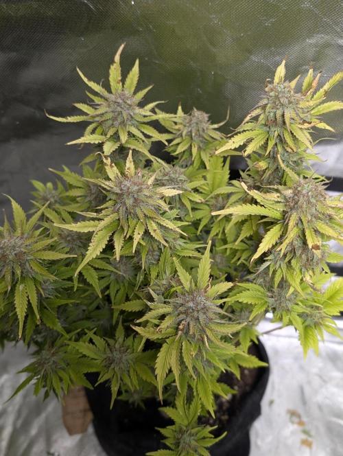 Melon Mosh Auto x4. Week 11