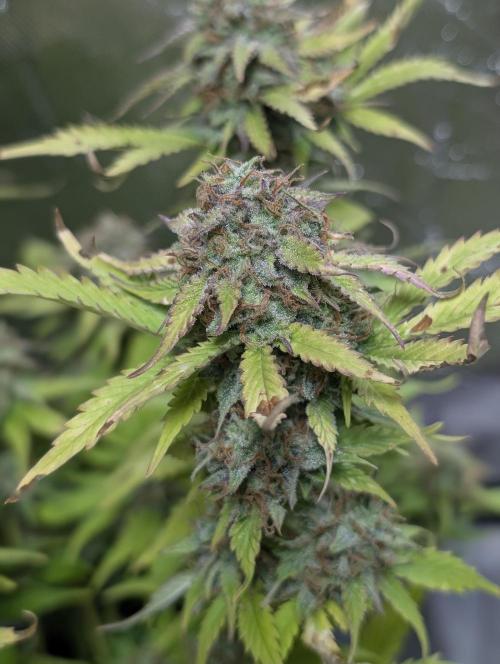 Melon Mosh Auto x4. Week 11