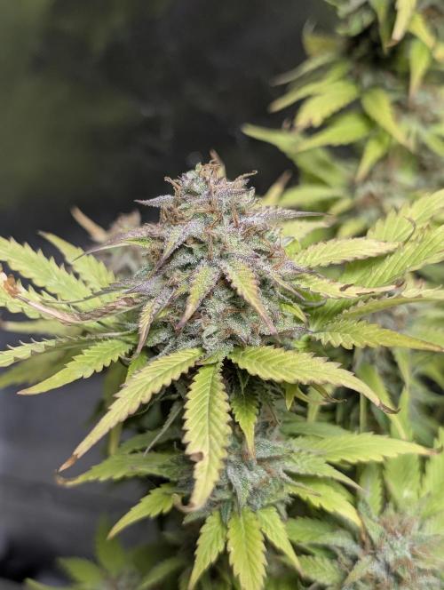 Melon Mosh Auto x4. Week 11