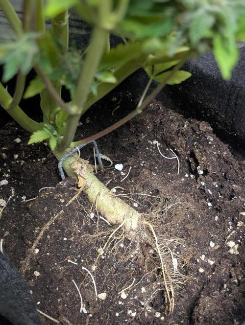 Melon Mosh Auto. Week 11