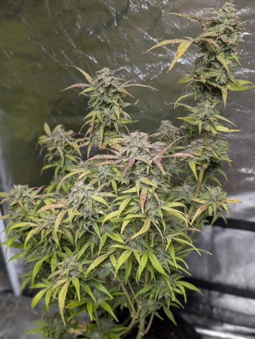 Melon Mosh Auto x3. Week 11 - N1