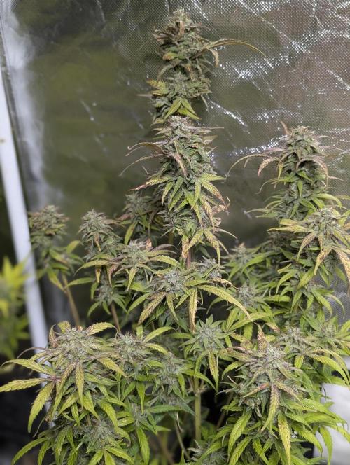 Melon Mosh Auto x3. Week 11