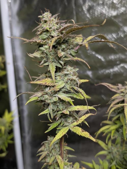 Melon Mosh Auto x3. Week 11