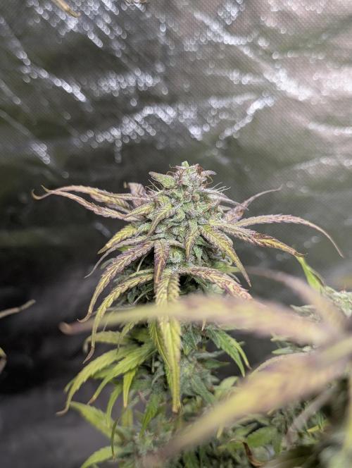 Melon Mosh Auto x3. Week 11