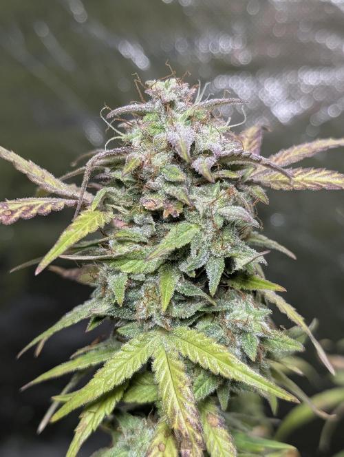 Melon Mosh Auto x3. Week 11