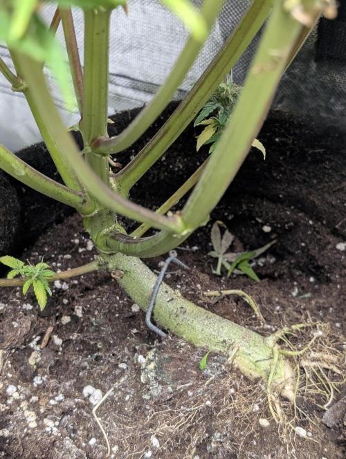 Melon Mosh Auto x3. Week 11