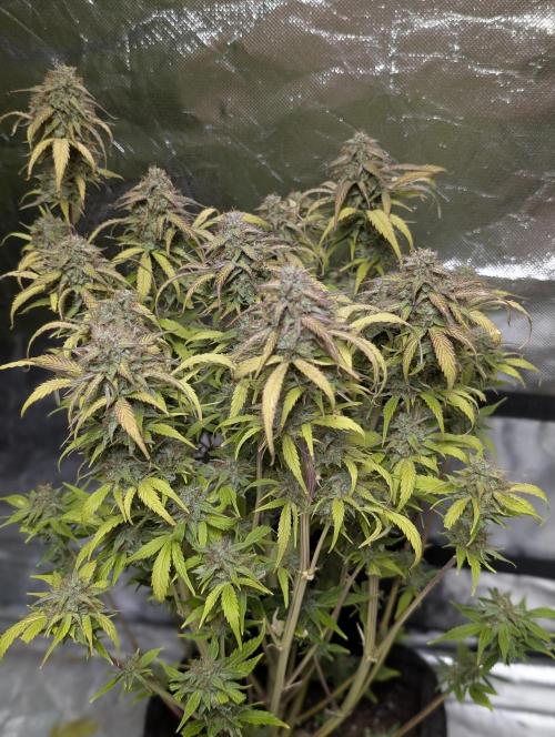 Melon Mosh Auto x3. Week 11 - N2