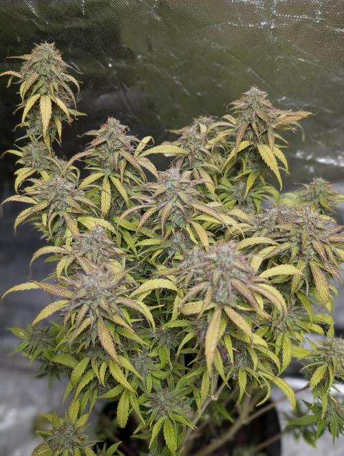 Melon Mosh Auto x3. Week 11