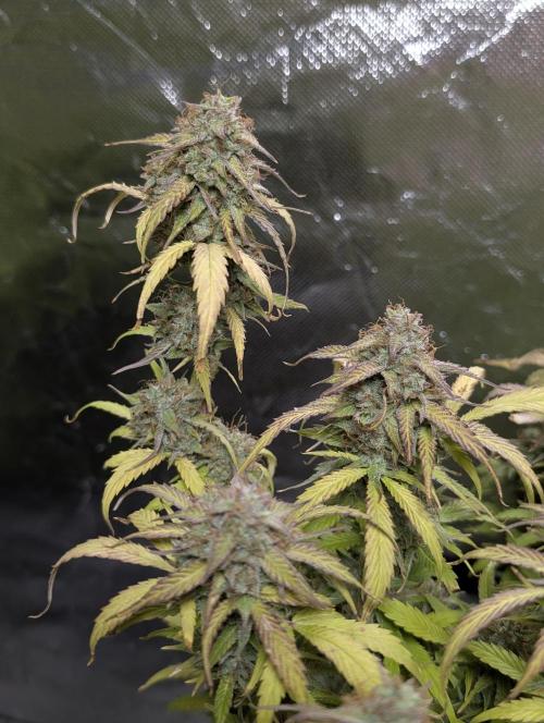 Melon Mosh Auto x3. Week 11