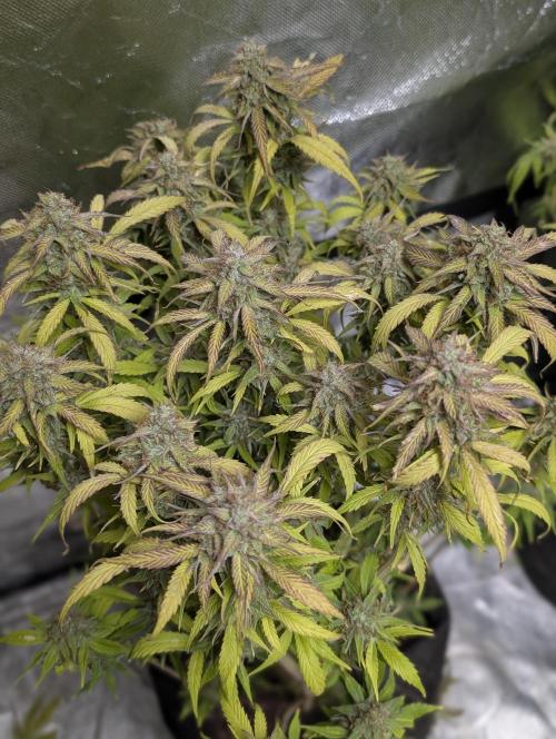 Melon Mosh Auto x3. Week 11