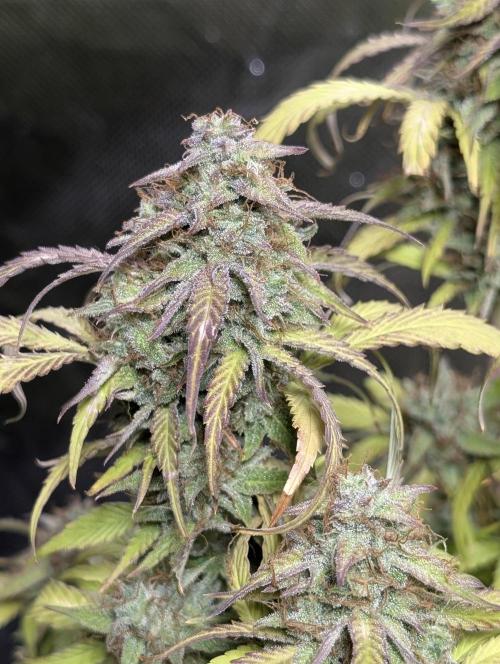 Melon Mosh Auto x3. Week 11