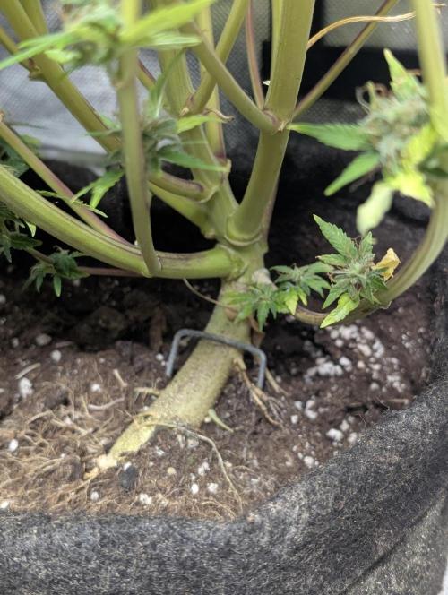 Melon Mosh Auto x3. Week 11