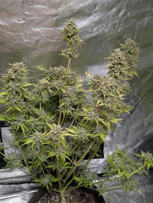 Melon Mosh Auto x3. Week 11 - N3
