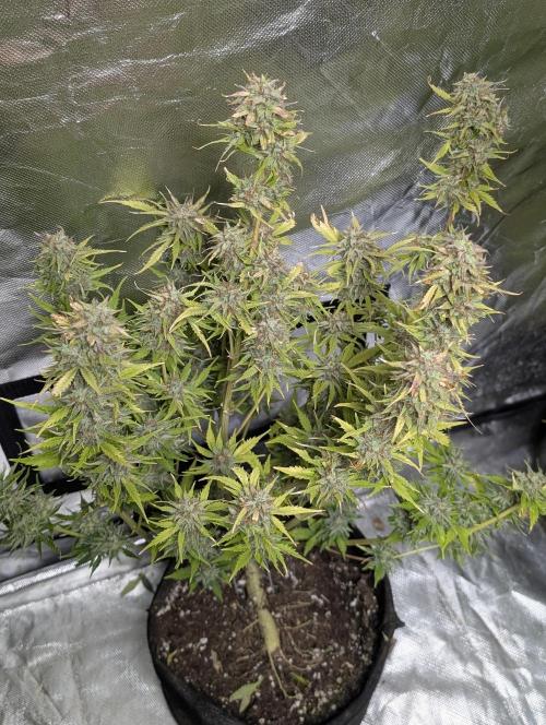 Melon Mosh Auto x3. Week 11