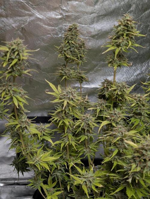 Melon Mosh Auto x3. Week 11