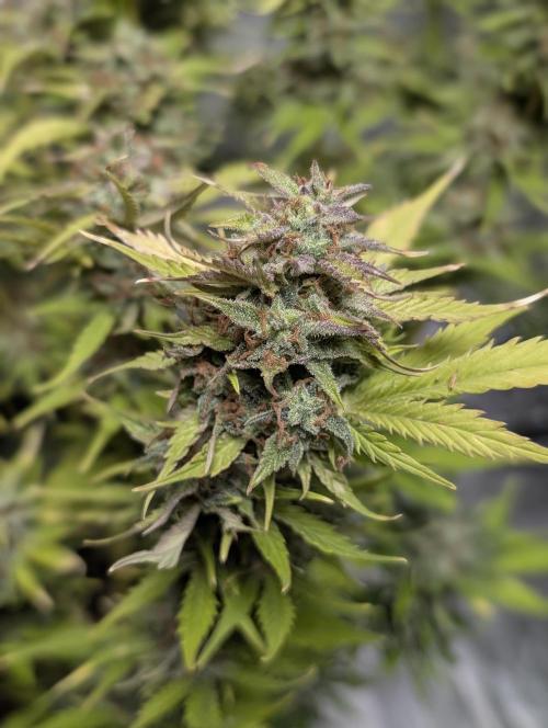 Melon Mosh Auto x3. Week 11