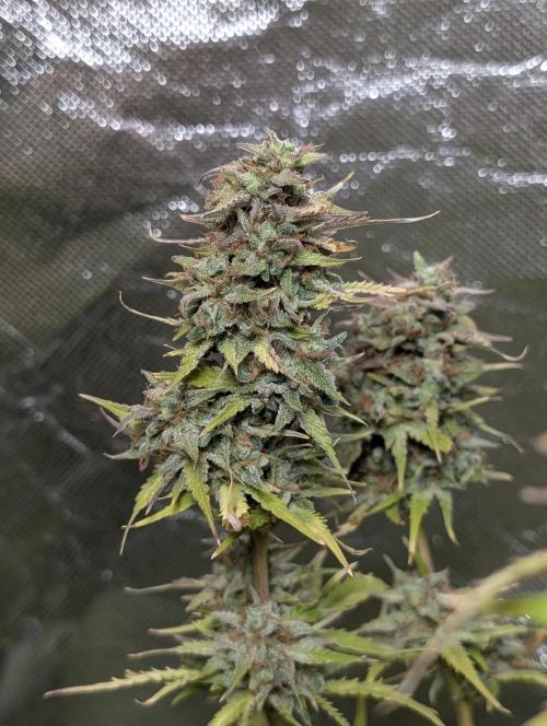 Melon Mosh Auto x3. Week 11