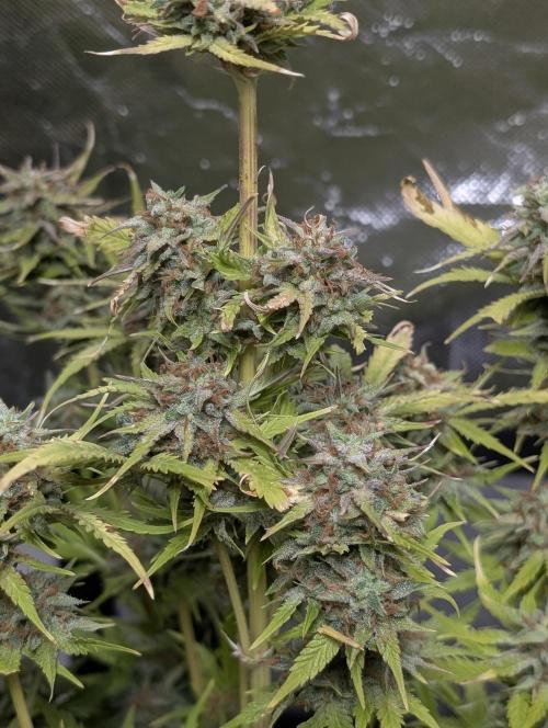 Melon Mosh Auto x3. Week 11