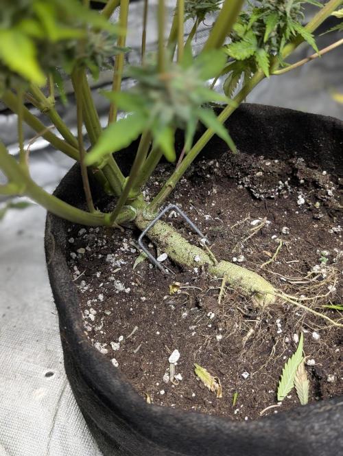 Melon Mosh Auto. Week 11