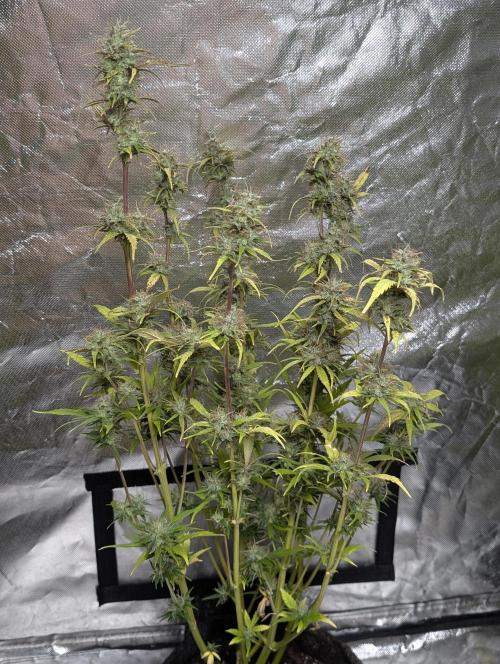Melon Mosh Auto x3. Week 11 - N1