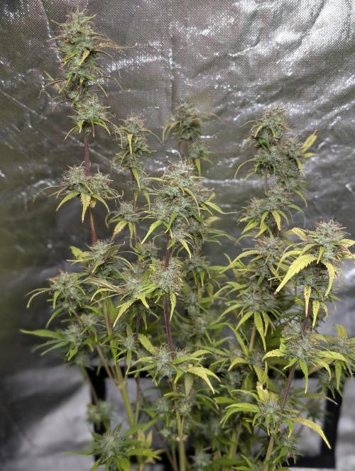 Melon Mosh Auto x3. Week 11