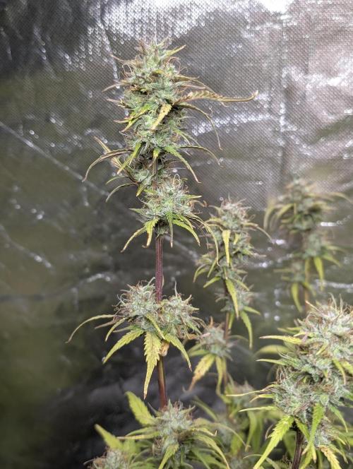 Melon Mosh Auto x3. Week 11