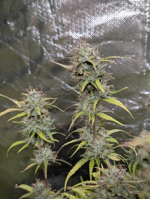 Melon Mosh Auto x3. Week 11