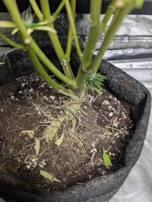 Melon Mosh Auto x3. Week 11