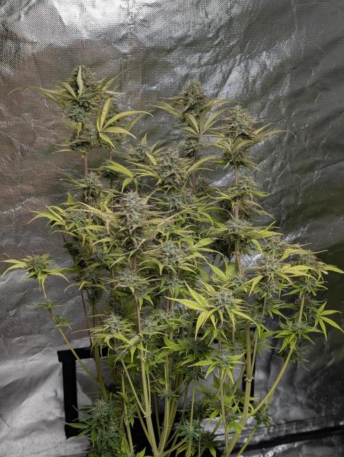 Melon Mosh Auto x3. Week 11 - N2