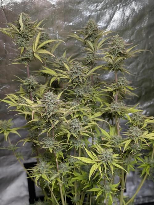 Melon Mosh Auto x3. Week 11