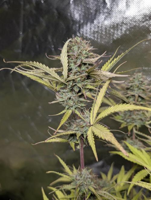 Melon Mosh Auto x3. Week 11