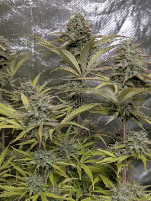 Melon Mosh Auto x3. Week 11