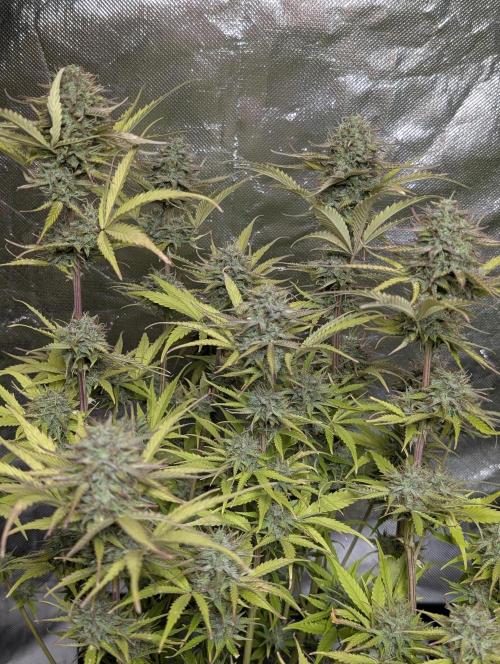 Melon Mosh Auto x3. Week 11