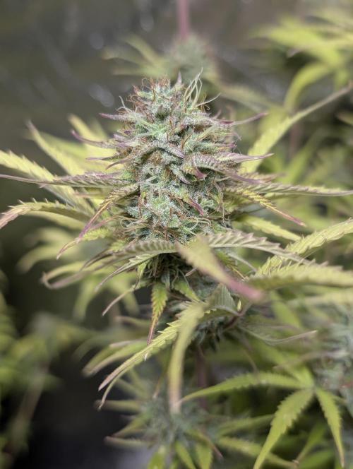 Melon Mosh Auto x3. Week 11