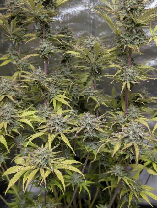 Melon Mosh Auto x3. Week 11
