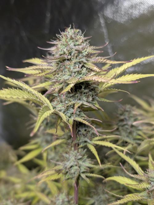 Melon Mosh Auto x3. Week 11