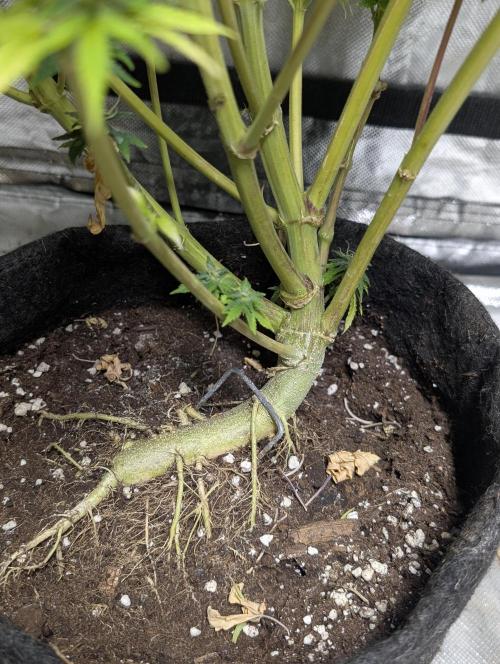 Melon Mosh Auto x3. Week 11