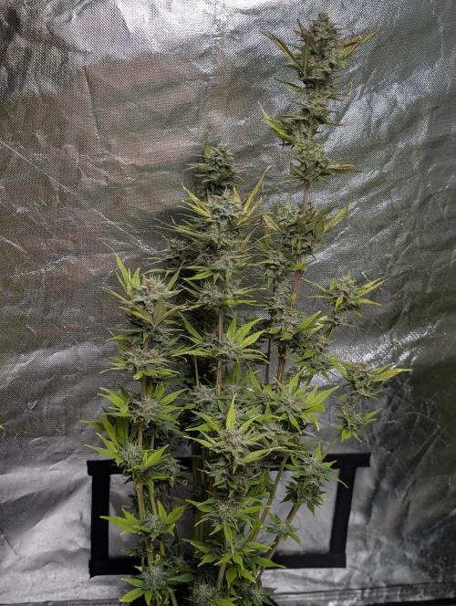 Melon Mosh Auto x3. Week 11 - N3